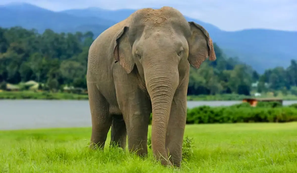 Asian elephant herd at Rajaji National Park Ganga riverbank