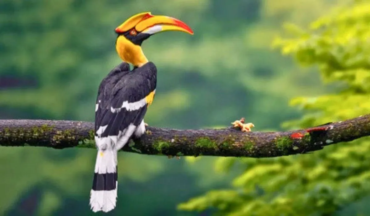 great hornbill rajaji national park