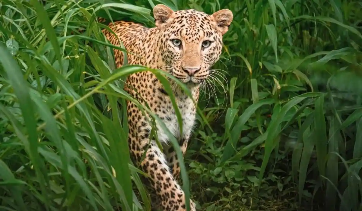Indian leopard in Rajaji National Park Motichur zone