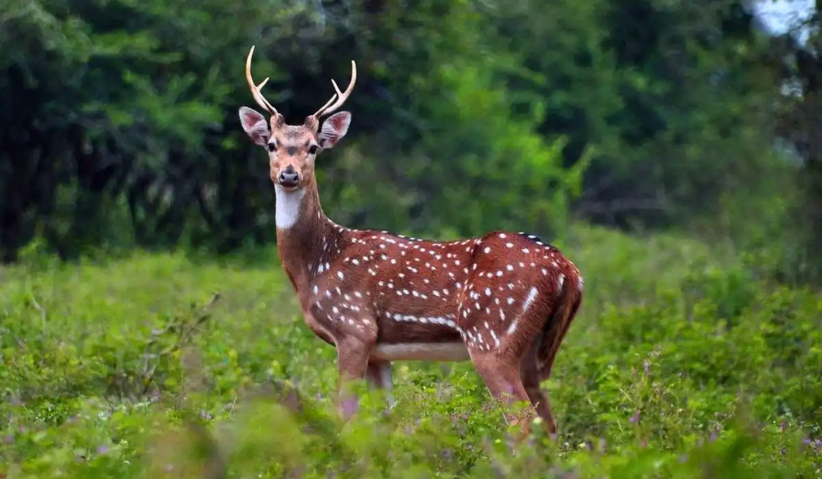 Spotted deer chital in Rajaji forest
