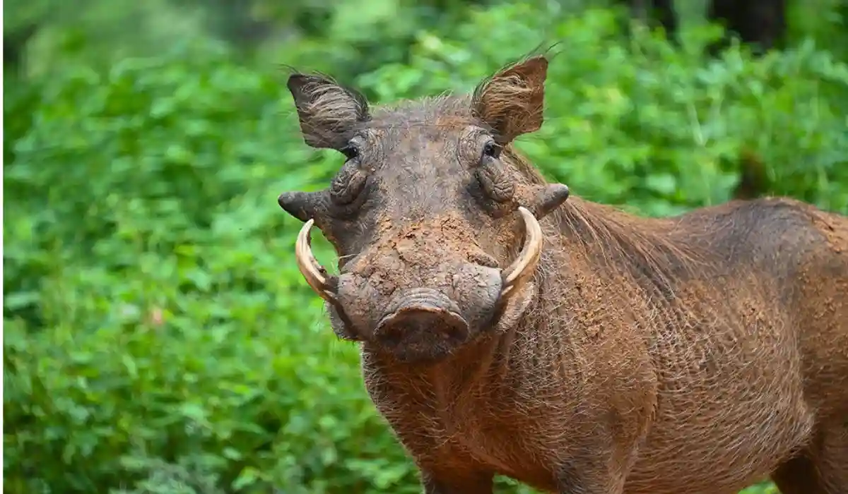 Spotted deer chital in Rajaji forest